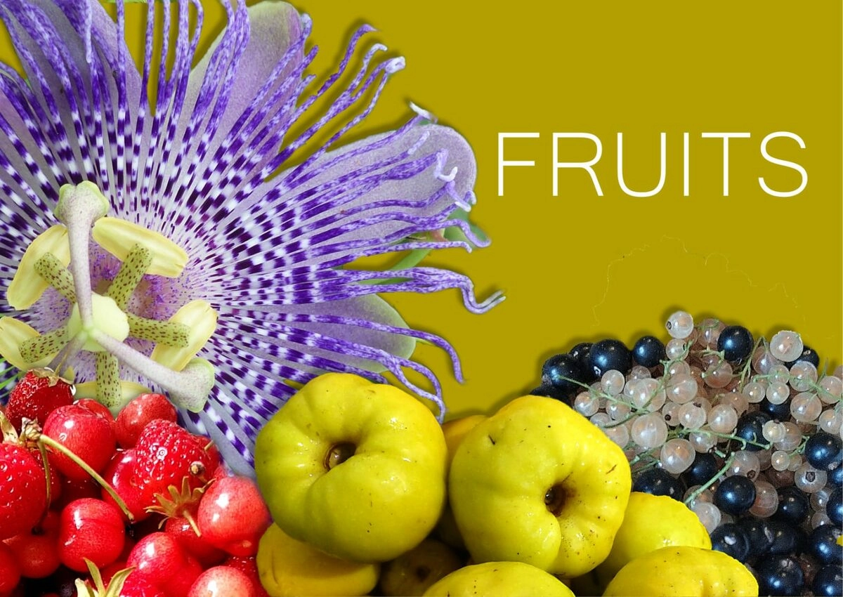 Fruits du jardin forêt maraîcher de L’herbosphère