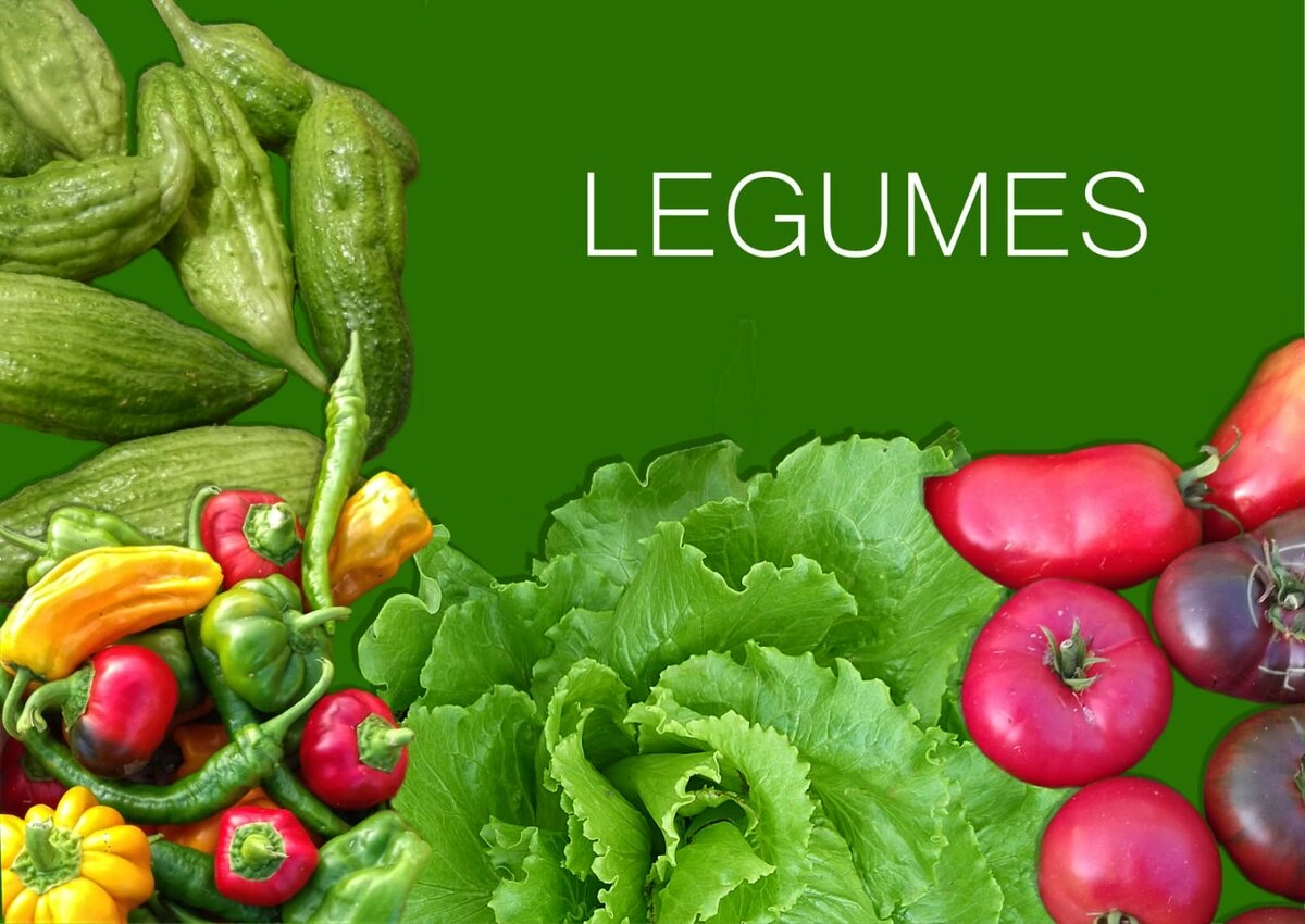 Légumes cultivés en agriculture biologique à L’herbosphère